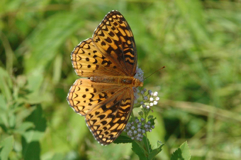 009 2008-07291283 Wachusett Meadow, MA.JPG - Aphrodite Butterfly. Wachusett Meadow Wildlife Sanctuary, MA, 7-29-2008